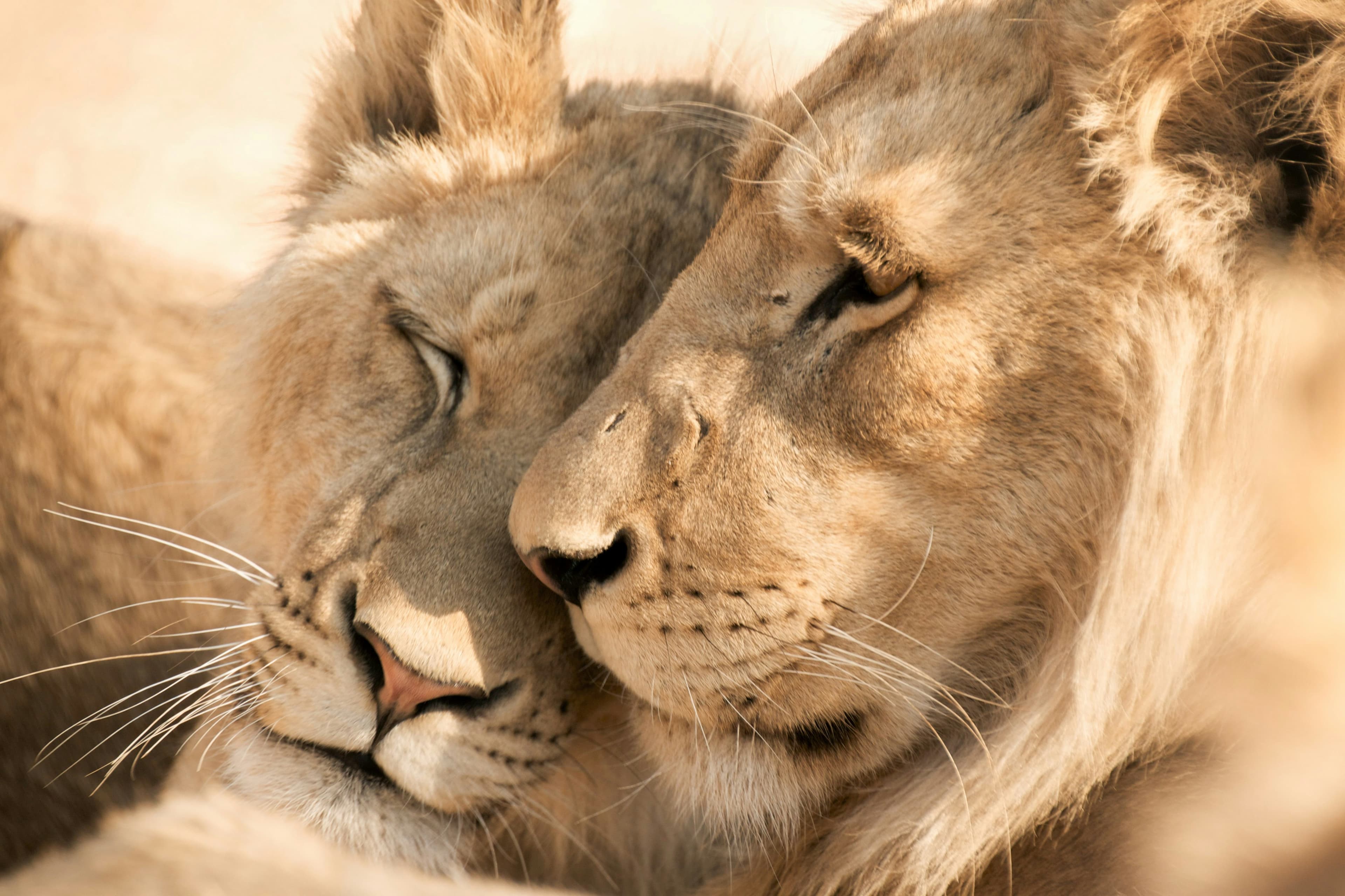 Africa