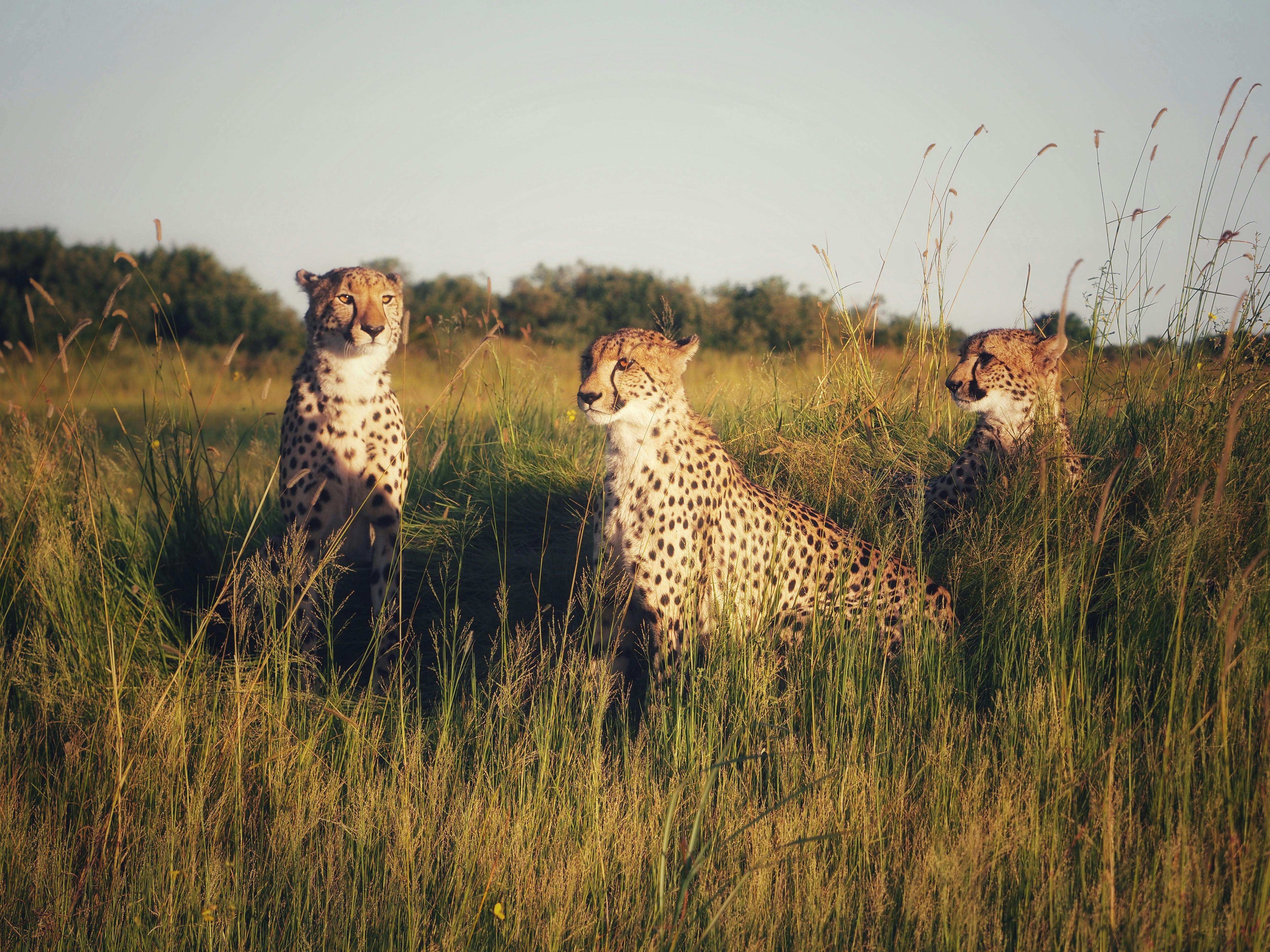 Wildlife Safaris & Eco-Tours